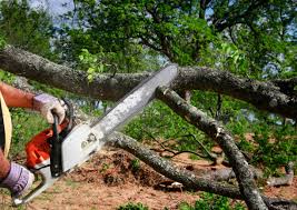 Arcade, GA Tree Removal Services Company