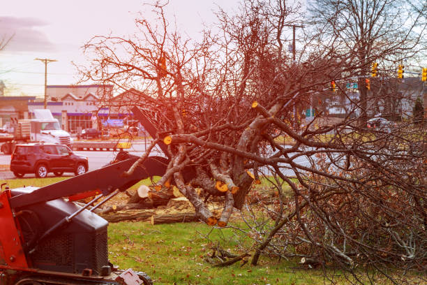 How Our Tree Care Process Works  in  Arcade, GA